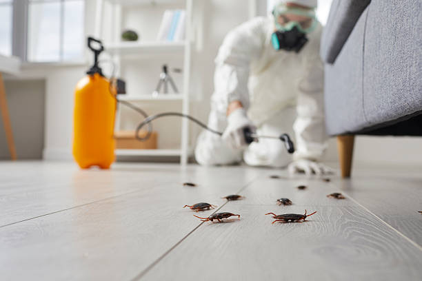Post-Treatment Bed Bug Interceptor Monitoring in Ingram